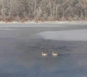 Ледяное спокойствие