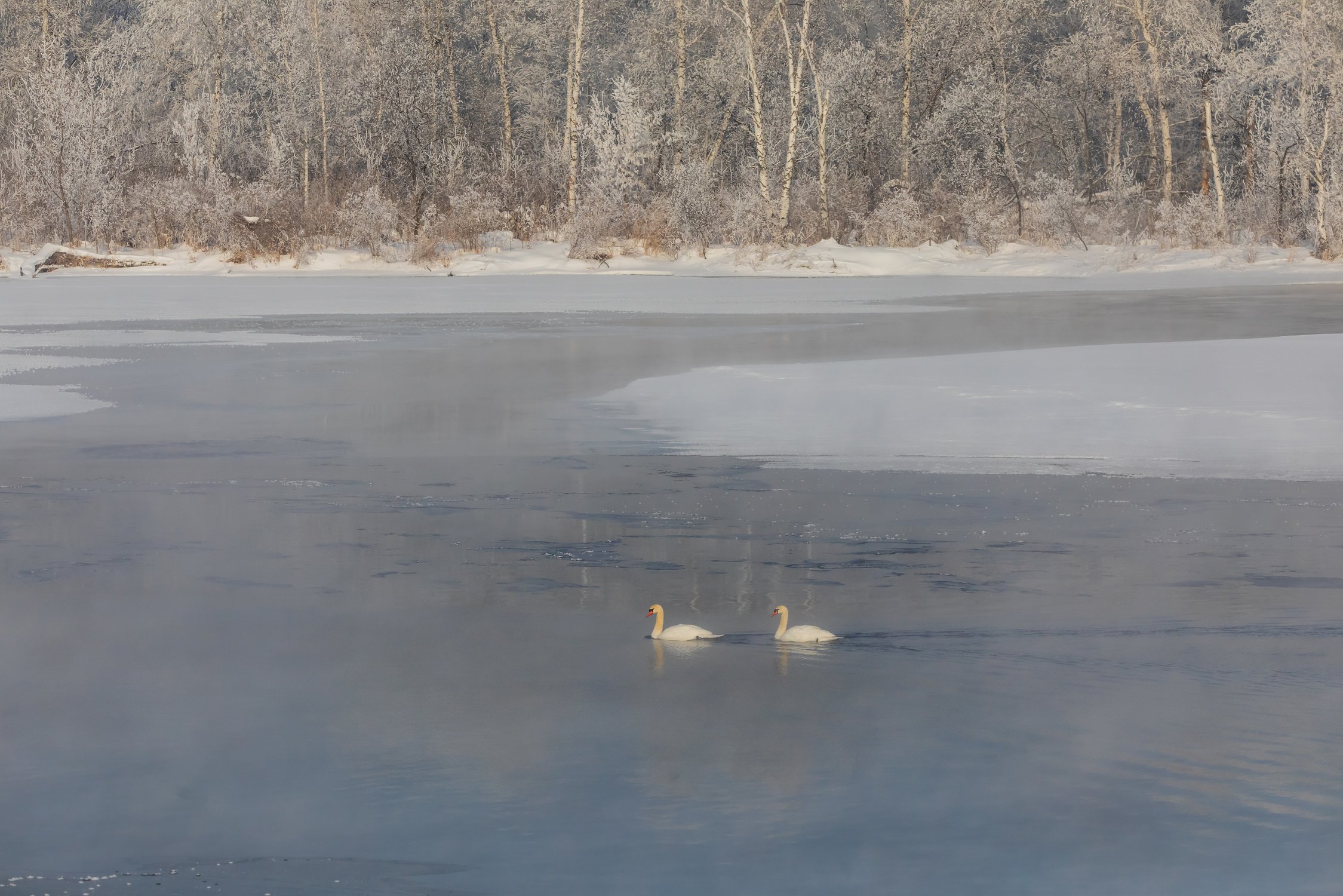Ледяное спокойствие