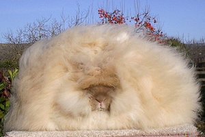 Самые пушистые кролики в мире рискуют жизнью каждый день