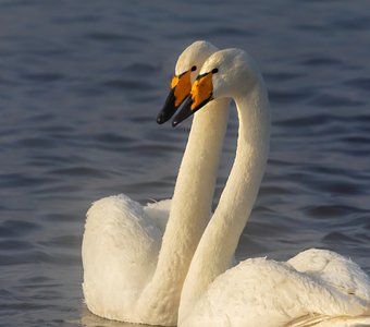 Пара лебедей