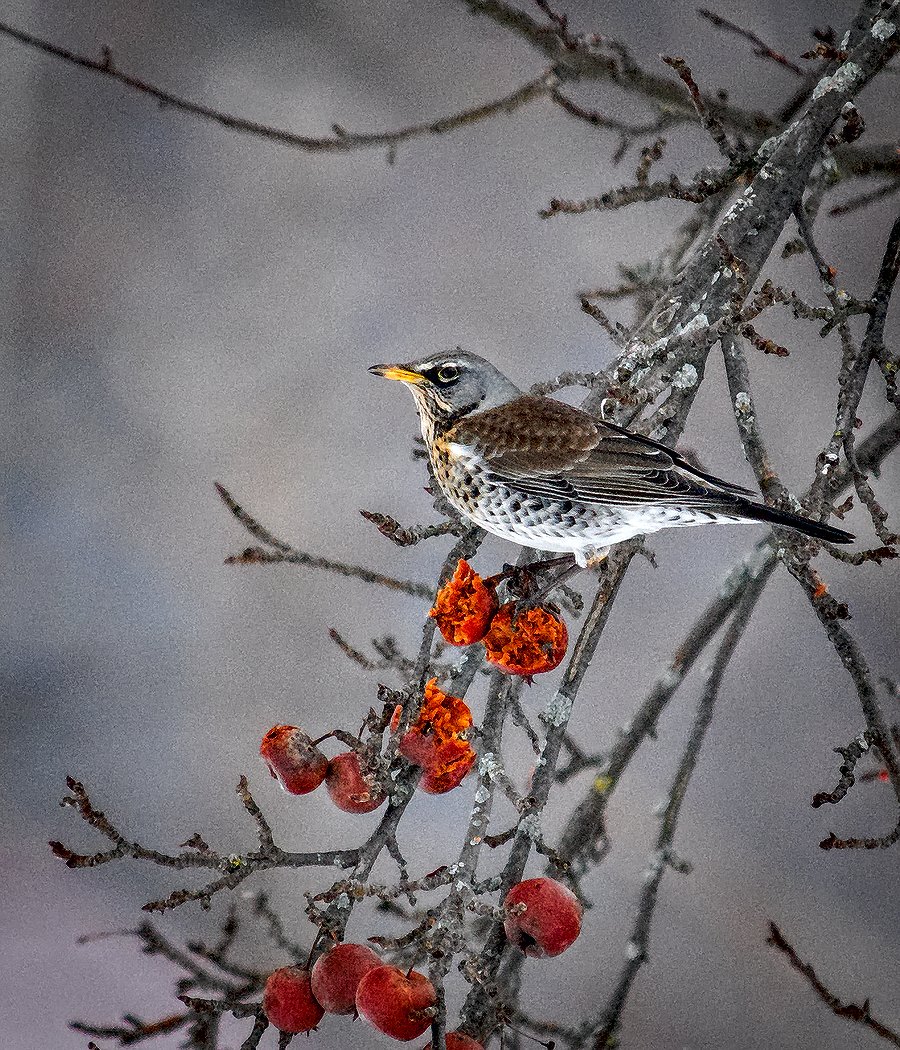 Яблочки морозильные
