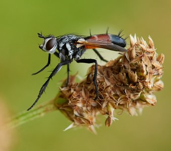 Ежемуха цилиндромия цветная