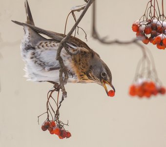 Морозное лакомство