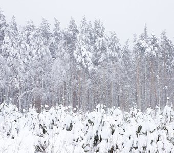 Зимняя сказка