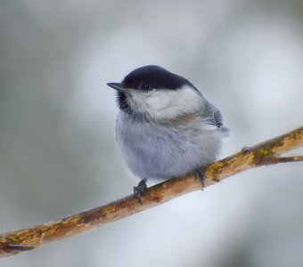 Гаичка (лат. Poecile)