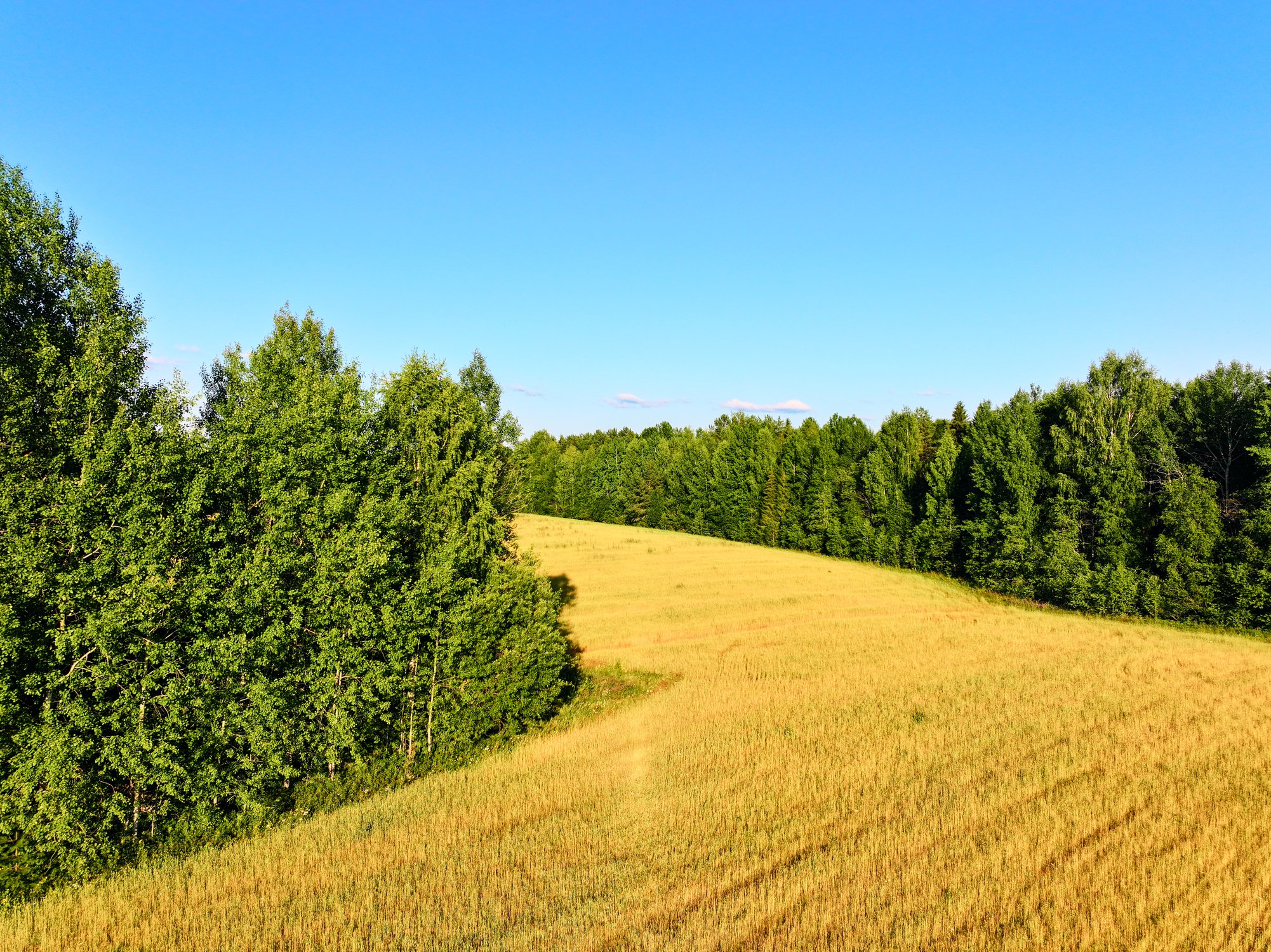 Уголок русского поля