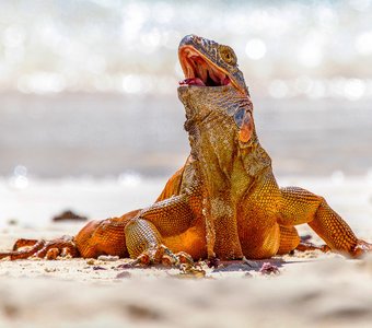 Игуана с Юкатана