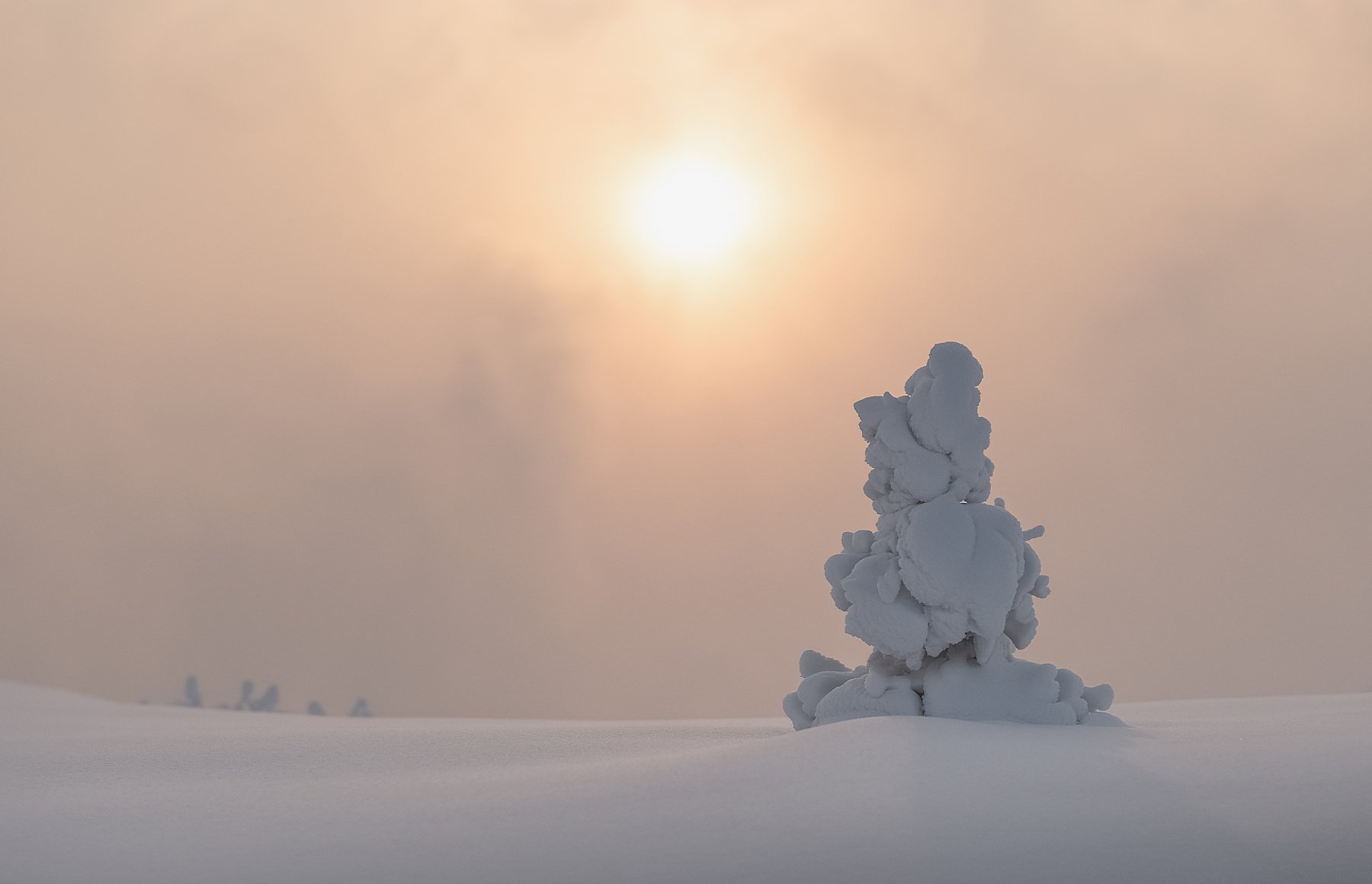 Ёлочка гномик
