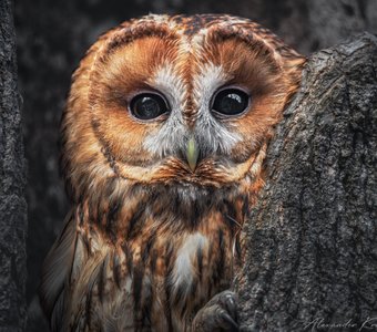 Рыжий портрет