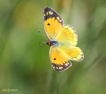 Полёт Мирмидоны