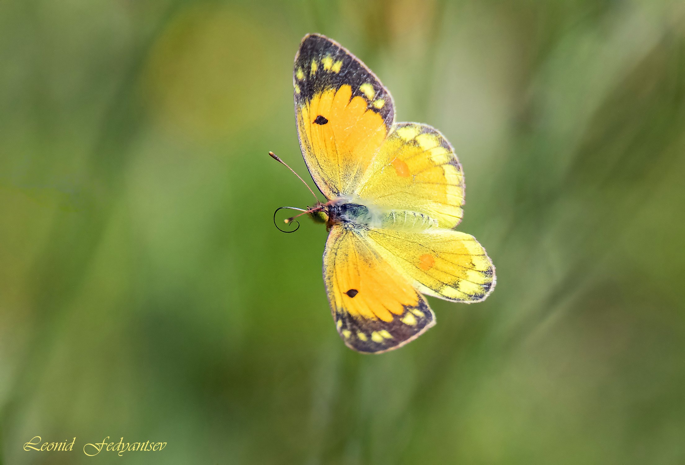 Полёт Мирмидоны