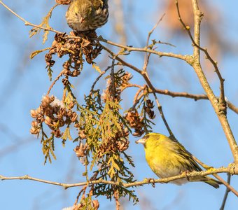 Чижи выклёвывают семена из шишечек туи