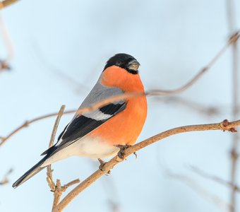 Обыкновенный снегирь