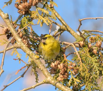 Обаятельный чиж