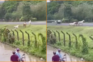 Лошади на посадочной полосе чуть не стали причиной авиакатастрофы: видео