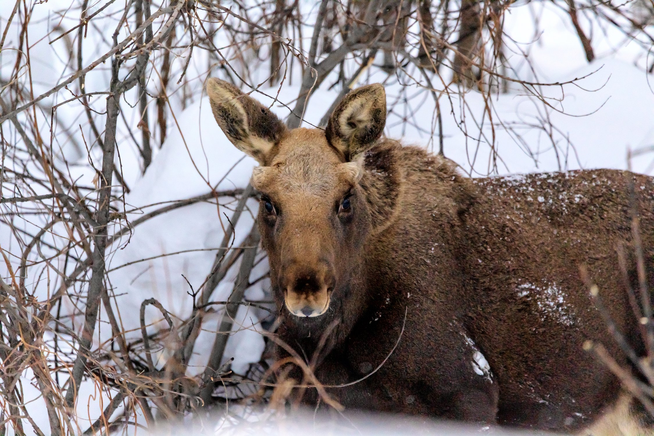 Зимний портрет лося
