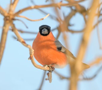 Живописный снегирь на фоне морозного голубого неба