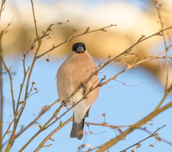 Снегирица — самочка обыкновенного снегиря