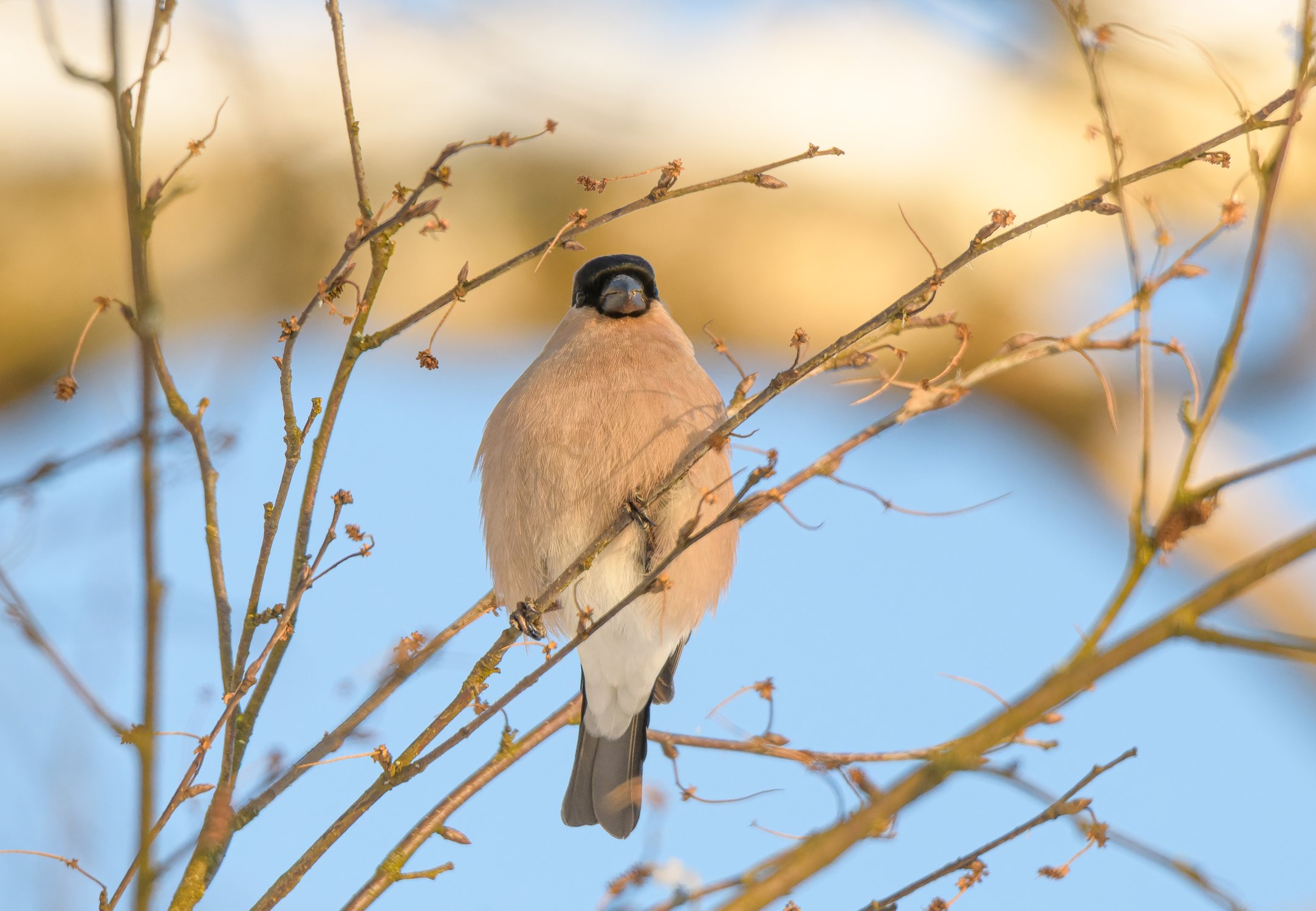 Снегирица — самочка обыкновенного снегиря