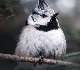 Хохлатая синица (Parus cristatus)