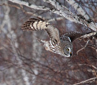 Полет бородатой неясыти