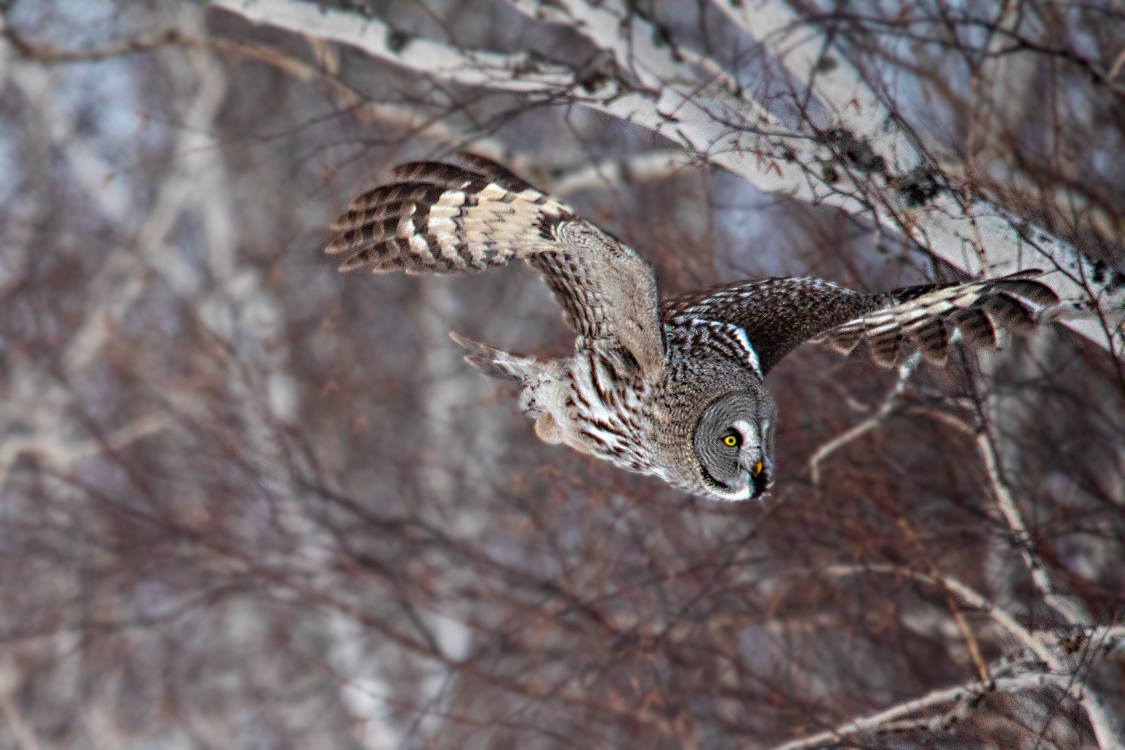 Полет бородатой неясыти