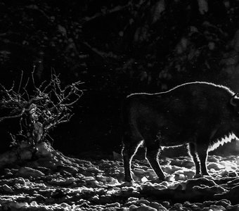 Силуэт в ночи