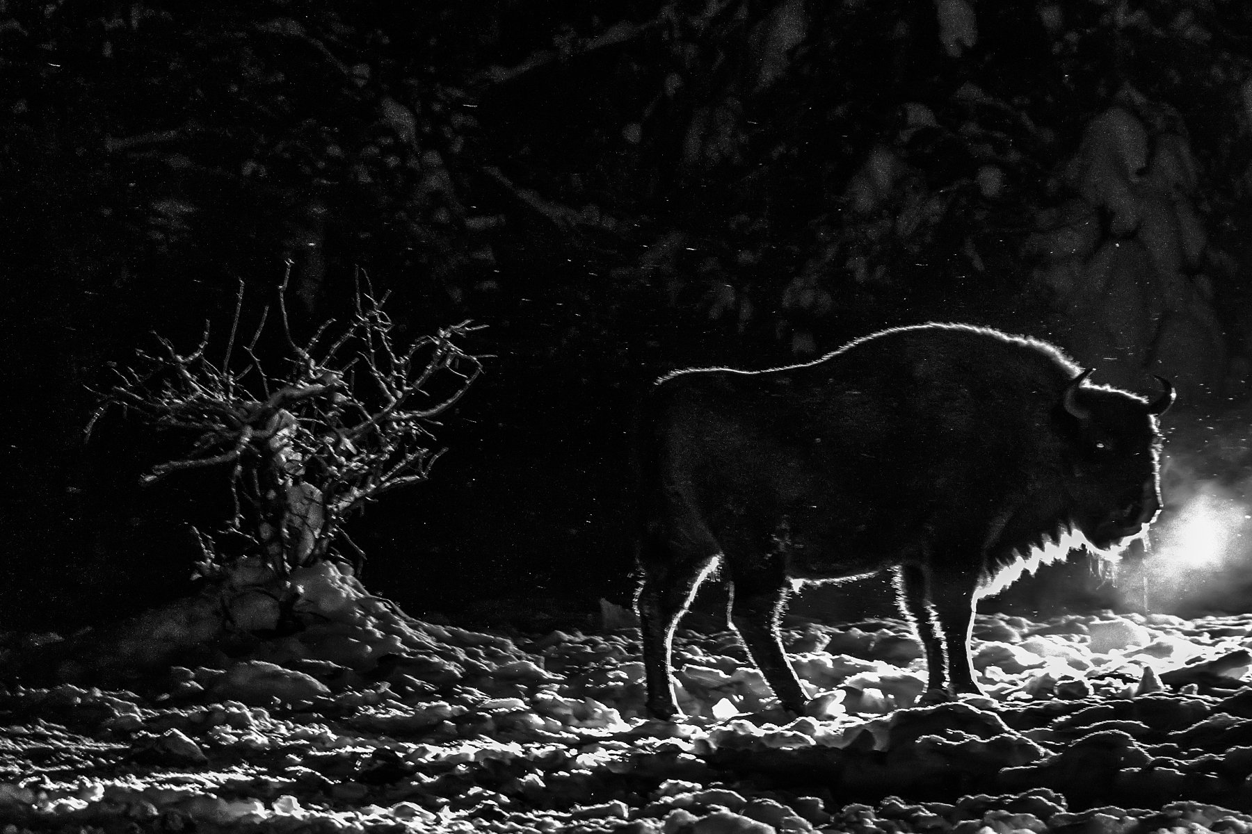 Силуэт в ночи