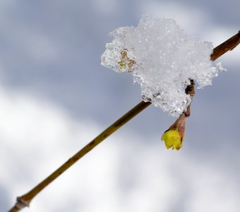 Весна идёт — весне дорогу!