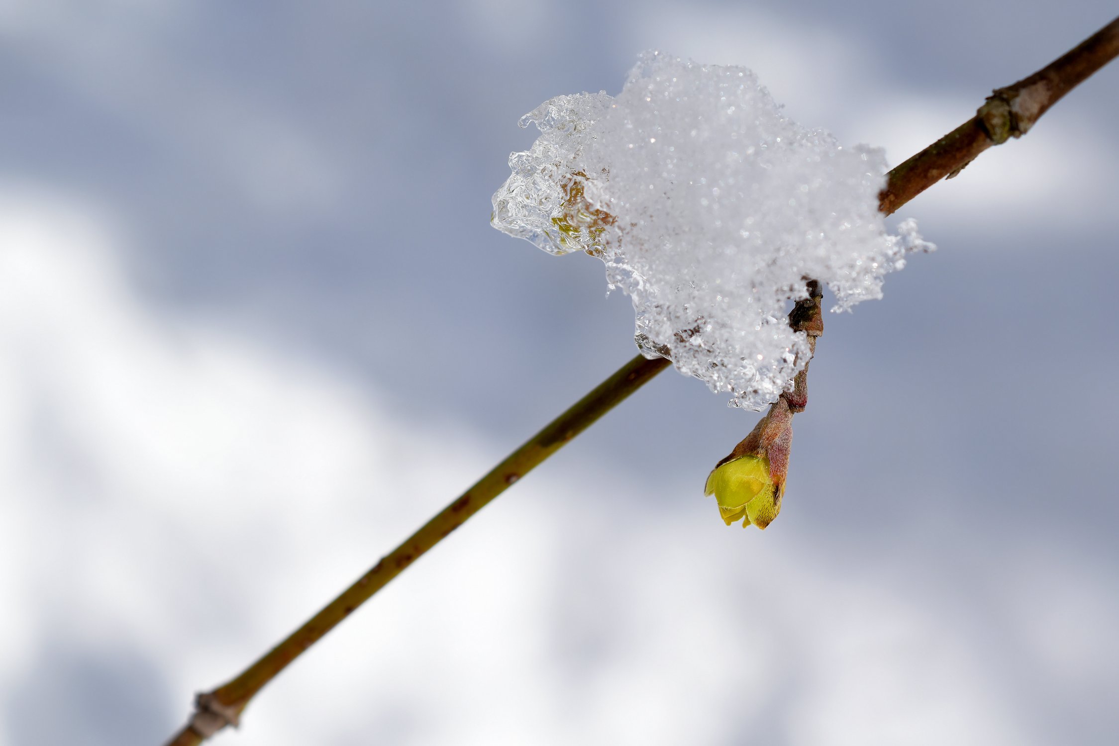 Весна идёт — весне дорогу!