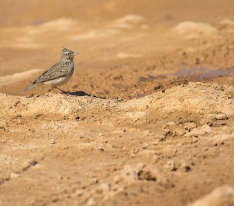 Дорожный бегун