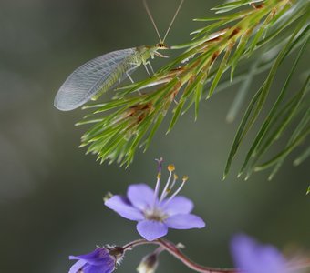 Златоглазка