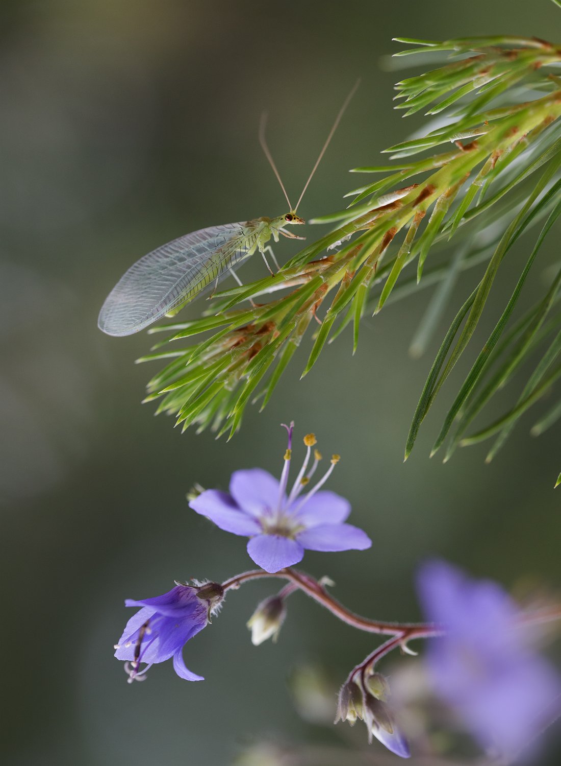 Златоглазка