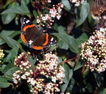 Пробуждение