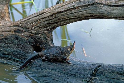Миссия: найти выхухоль. Ученые отправятся в Беларусь на поиски скрытного зверька