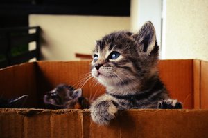 Экспаты бегут из Дубая, бросая домашних питомцев