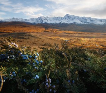 Алтайский можжевельник