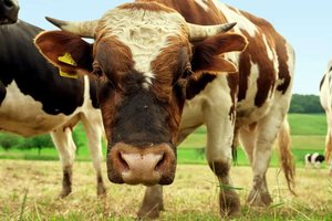 Желчные камни коров оказались невероятно ценными. Почему?