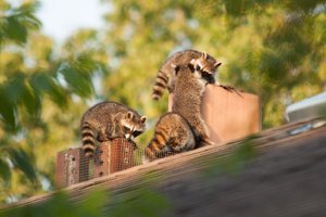 Енотам нравится разгадывать головоломки