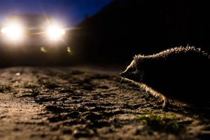 Ежи способны улавливать ультразвук