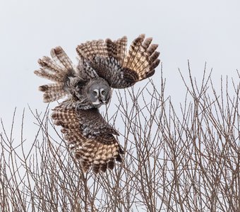 Пышный цветочек