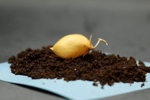 Хумус для астронавтов: в лунном грунте впервые вырастили нут