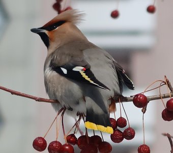 Свиристель в городе