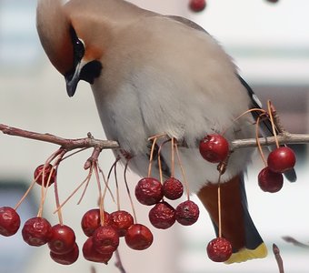 Залетела в город