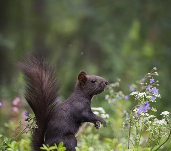 Цветущее лето!