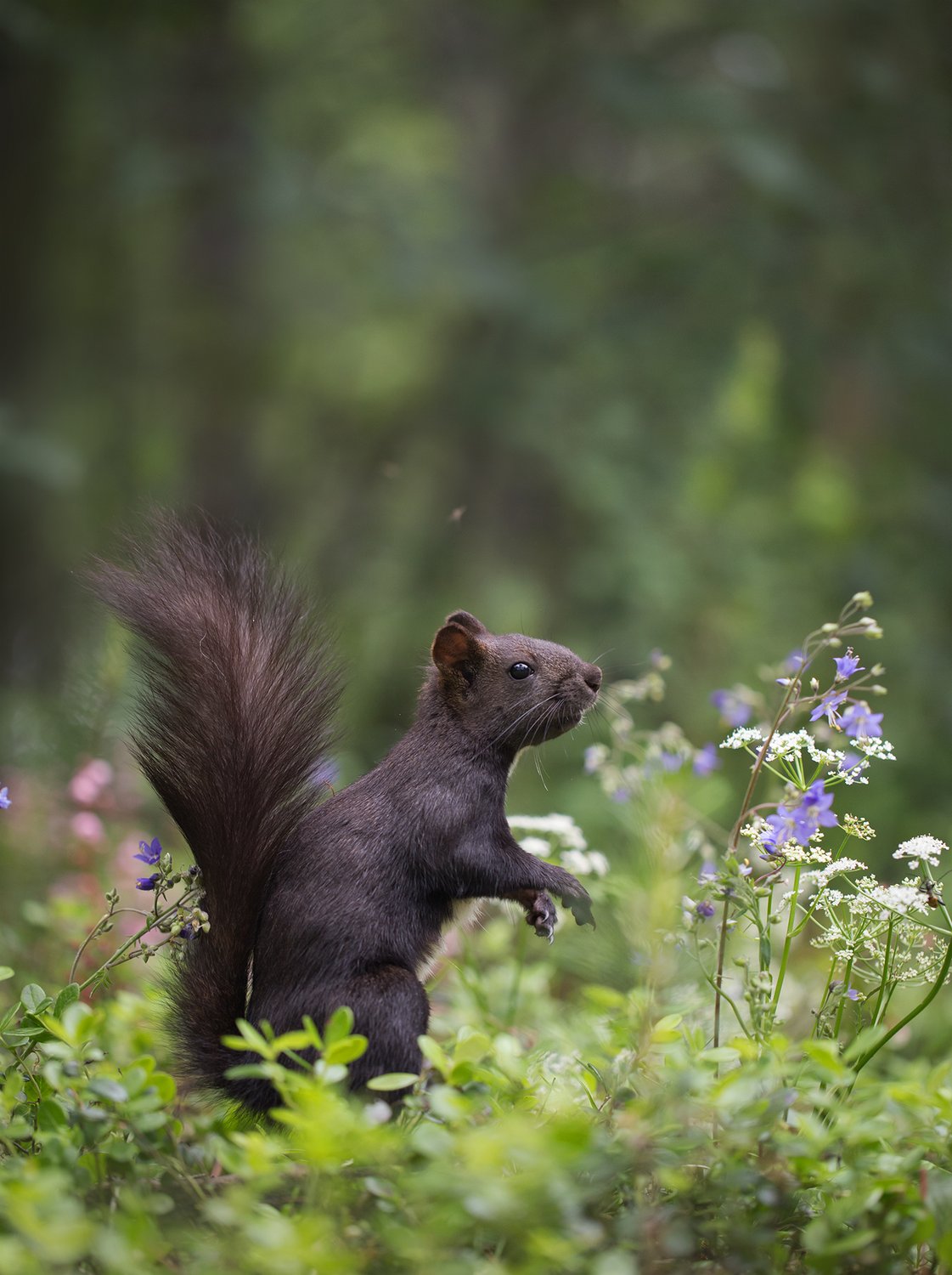 Цветущее лето!