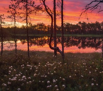 Когда зацветает багульник