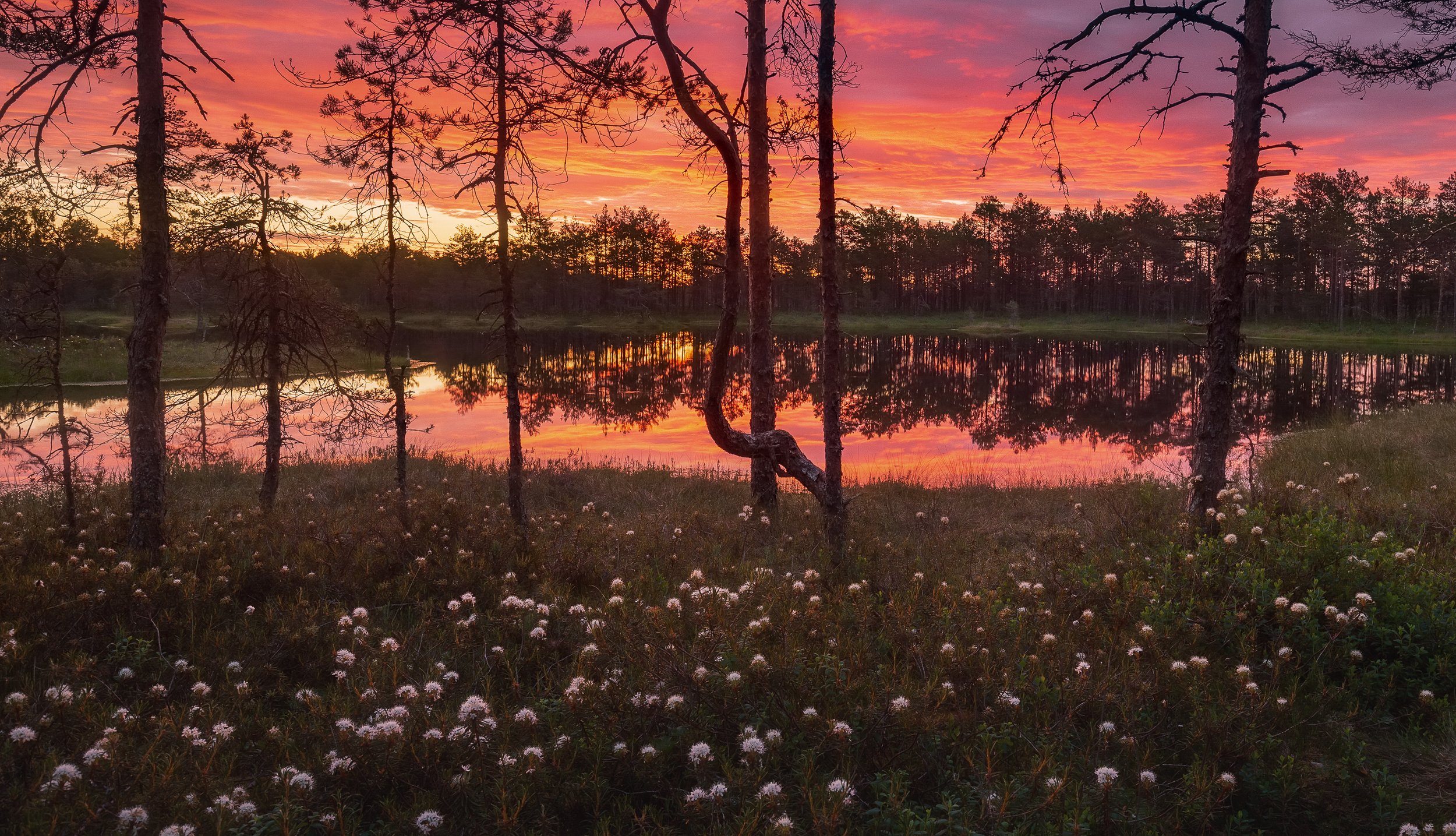Когда зацветает багульник