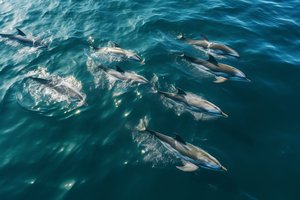 Абсолютно здоровые дельфины массово выбросились на сушу: виновник найден