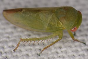 Батрахоморфы в Африке: найдены новые виды похожих на лягушек насекомых